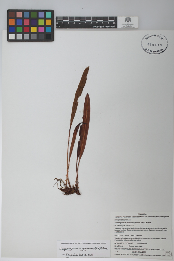 Elaphoglossum gayanum image