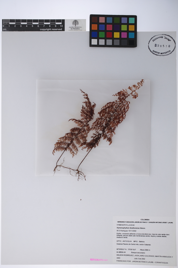 Hymenophyllum farallonense image