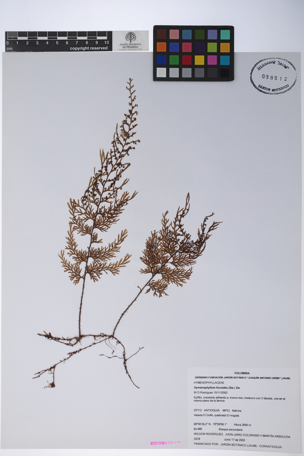 Hymenophyllum fucoides image