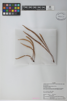 Micropolypodium hyalinum image