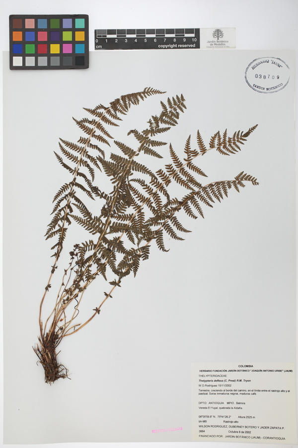 Amauropelta deflexa image