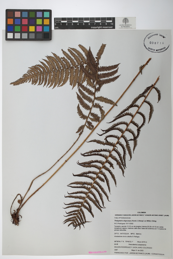 Amauropelta oligocarpa image