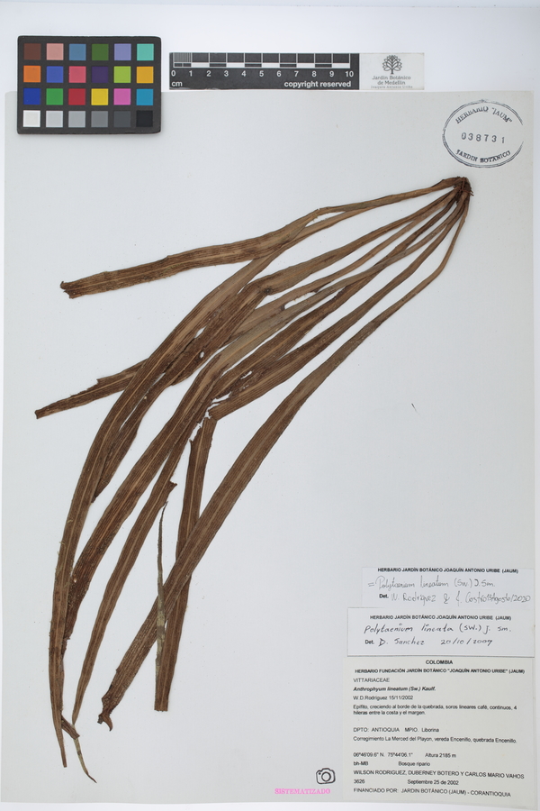 Polytaenium lineatum image