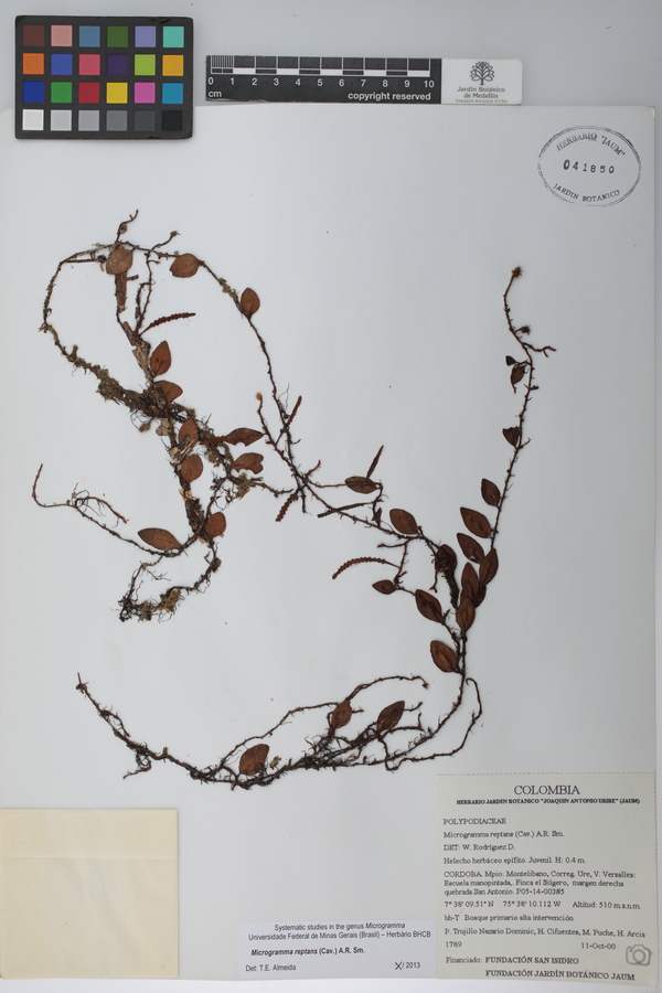 Microgramma reptans image