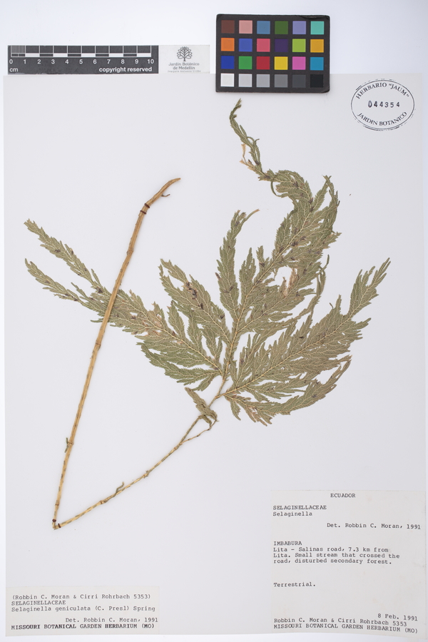 Selaginella geniculata image