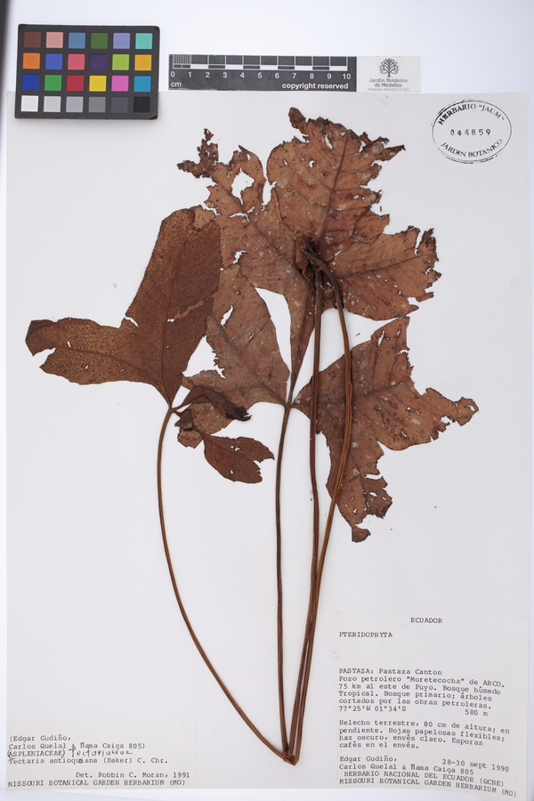 Tectaria antioquoiana image