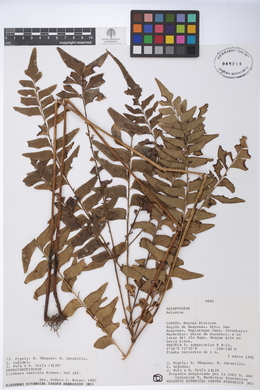 Image of Lindsaea taeniata