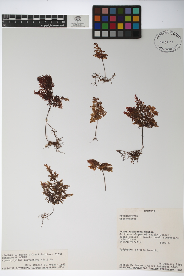 Hymenophyllum polyanthos image