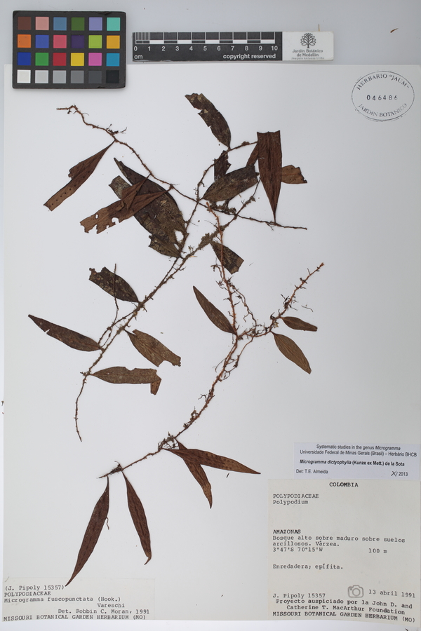Microgramma dictyophylla image