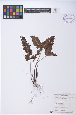 Lindsaea divaricata image