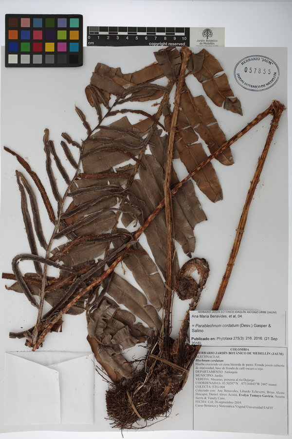 Parablechnum cordatum image