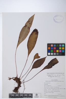 Elaphoglossum pteropus image