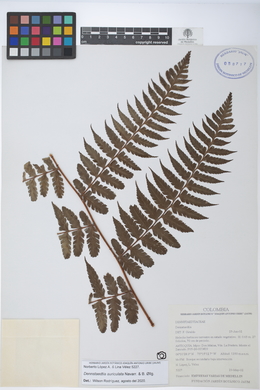 Dennstaedtia auriculata image