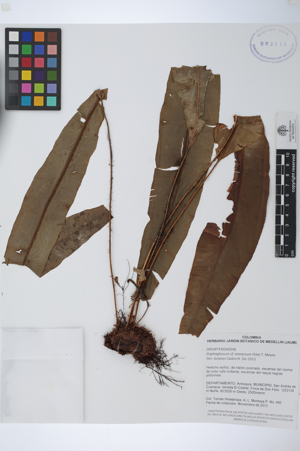 Elaphoglossum erinaceum image