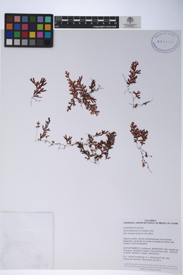 Image of Hymenophyllum lanatum