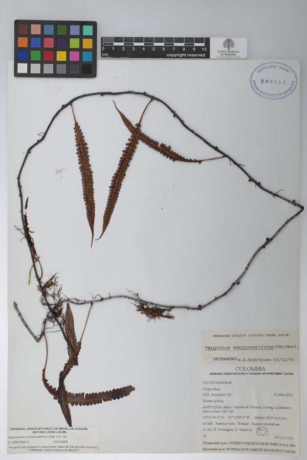 Serpocaulon semipinnatifidum image