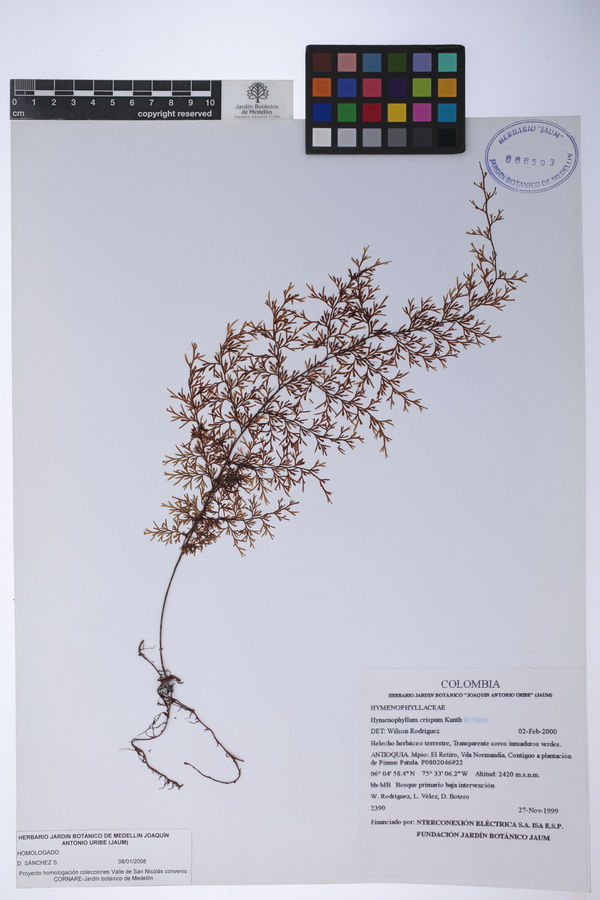 Hymenophyllum crispum image
