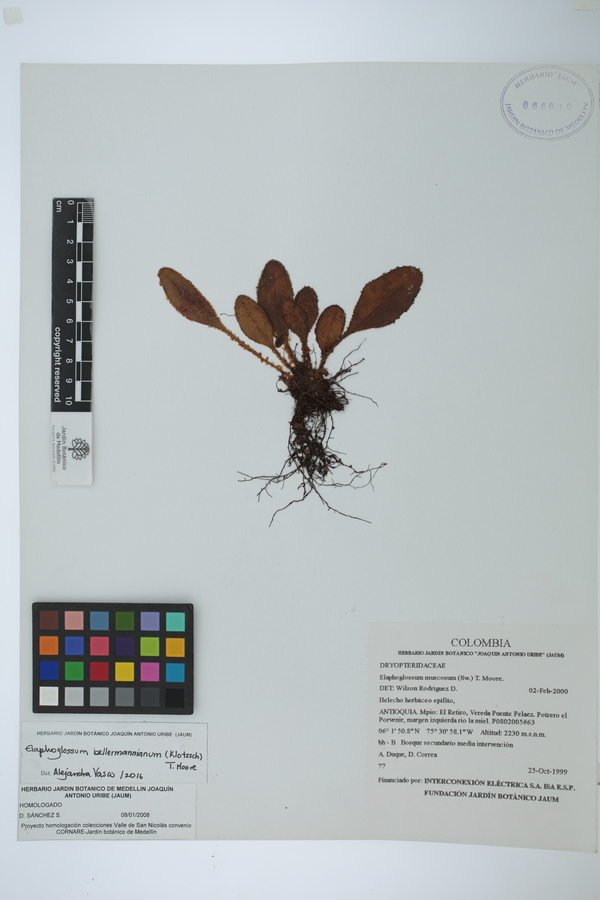 Elaphoglossum bellermannianum image
