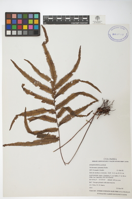 Trichomanes pinnatum image