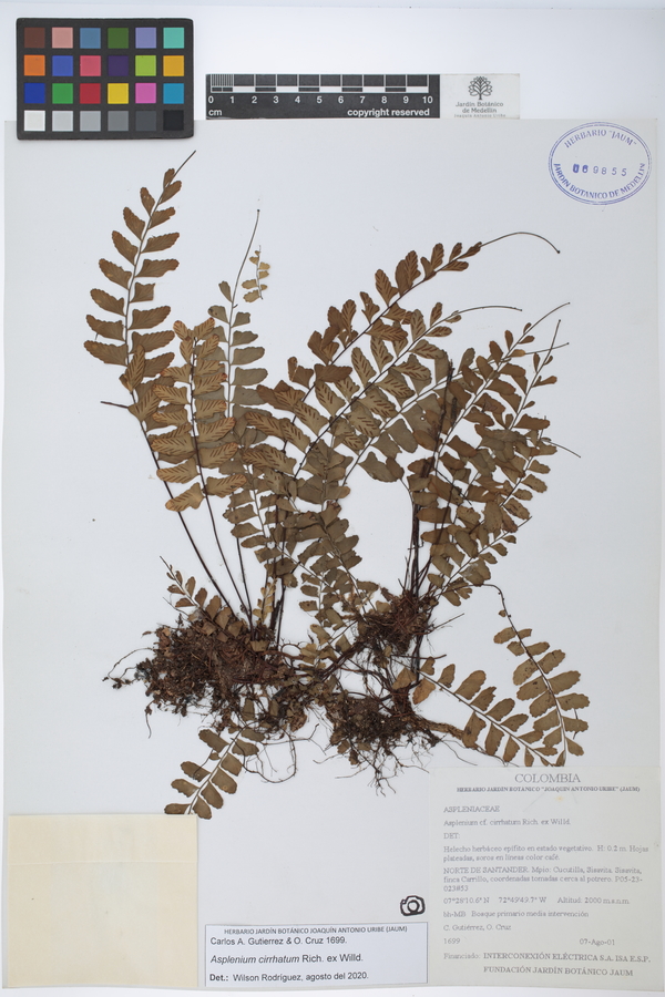 Asplenium cirrhatum image