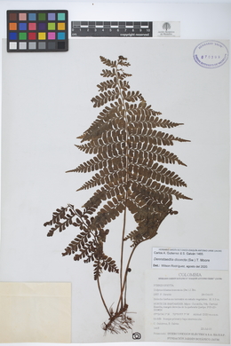 Dennstaedtia dissecta image