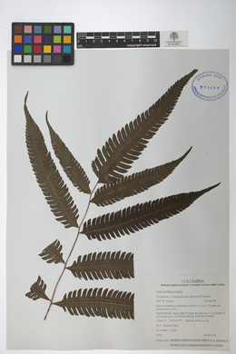 Goniopteris nephrodioides image