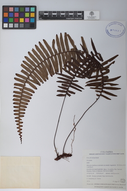 Pecluma divaricata image