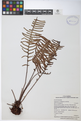 Terpsichore taxifolia image