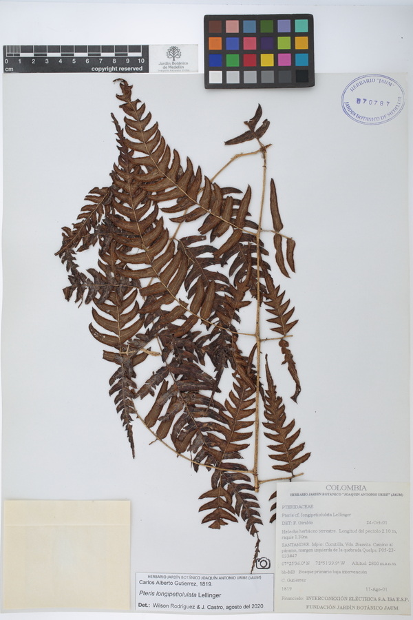 Pteris longipetiolulata image