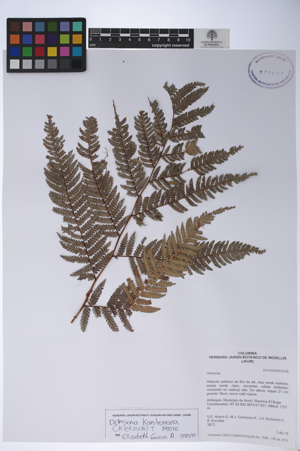 Dicksonia karsteniana image