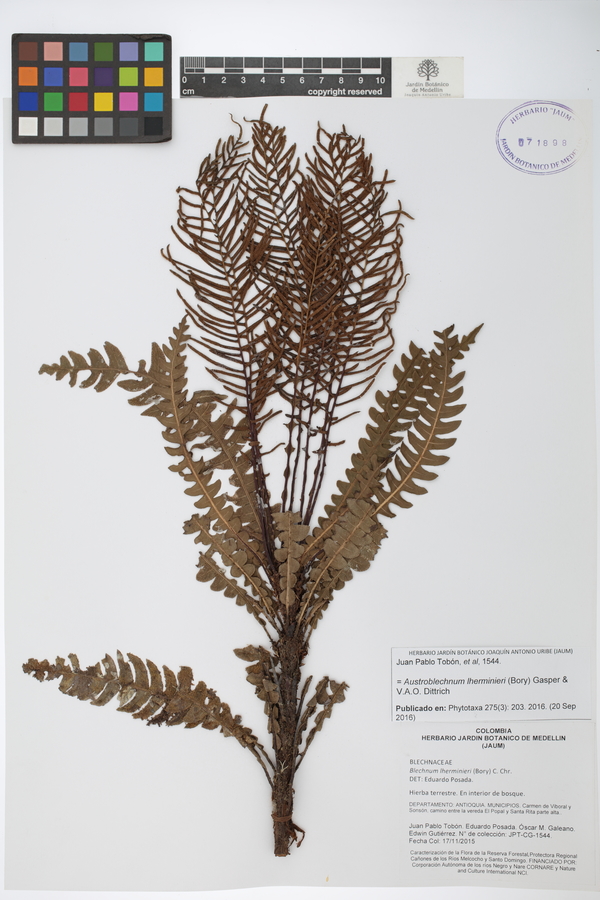 Austroblechnum lherminieri image