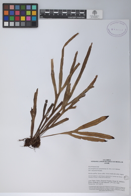 Dicranoglossum panamense image