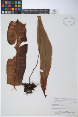 Elaphoglossum luridum image