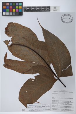 Tectaria antioquoiana image