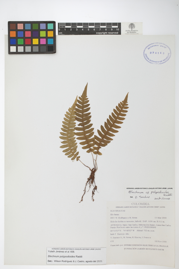 Blechnum polypodioides image