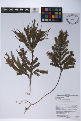 Selaginella bombycina image