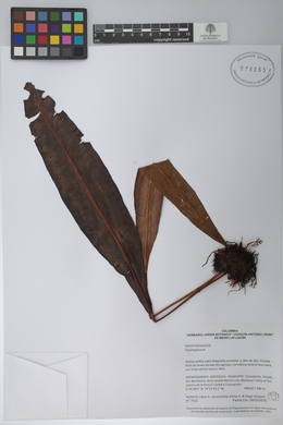 Image Associated With the Occurence