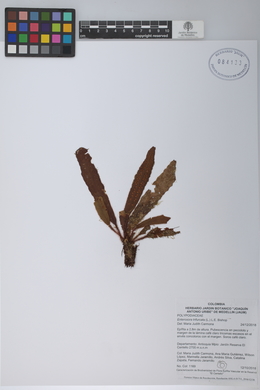 Image of Enterosora trichosora