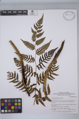 Cyathea oligocarpa image