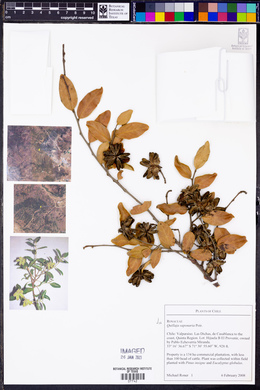 Quillaja saponaria image