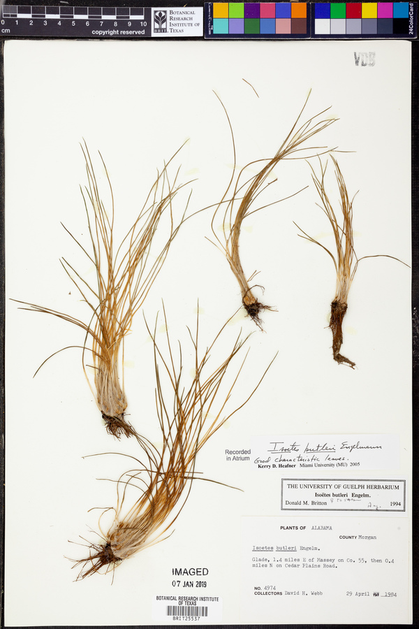 Isoëtes butleri image