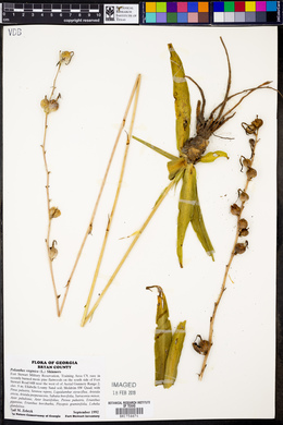 Polianthes virginica image