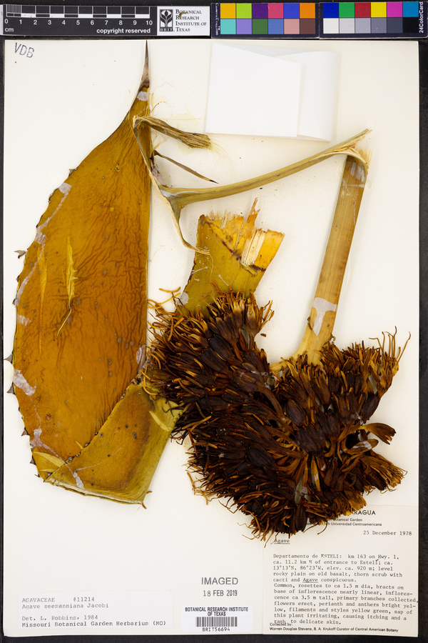 Agave seemanniana image