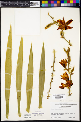 Yucca filamentosa image