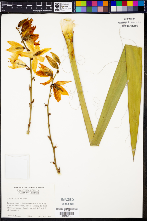 Yucca flaccida image