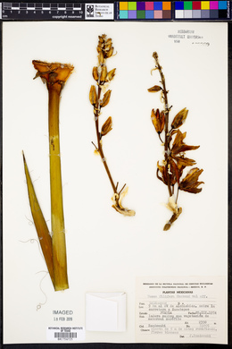 Yucca filifera image