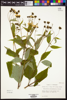 Helianthus glaucophyllus image