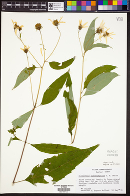 Helianthus glaucophyllus image