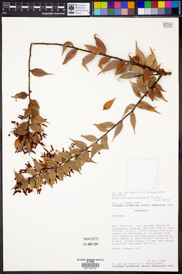 Themistoclesia dependens image