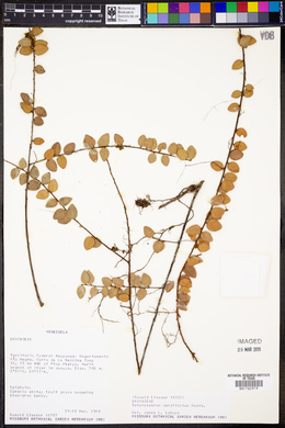 Sphyrospermum cordifolium image